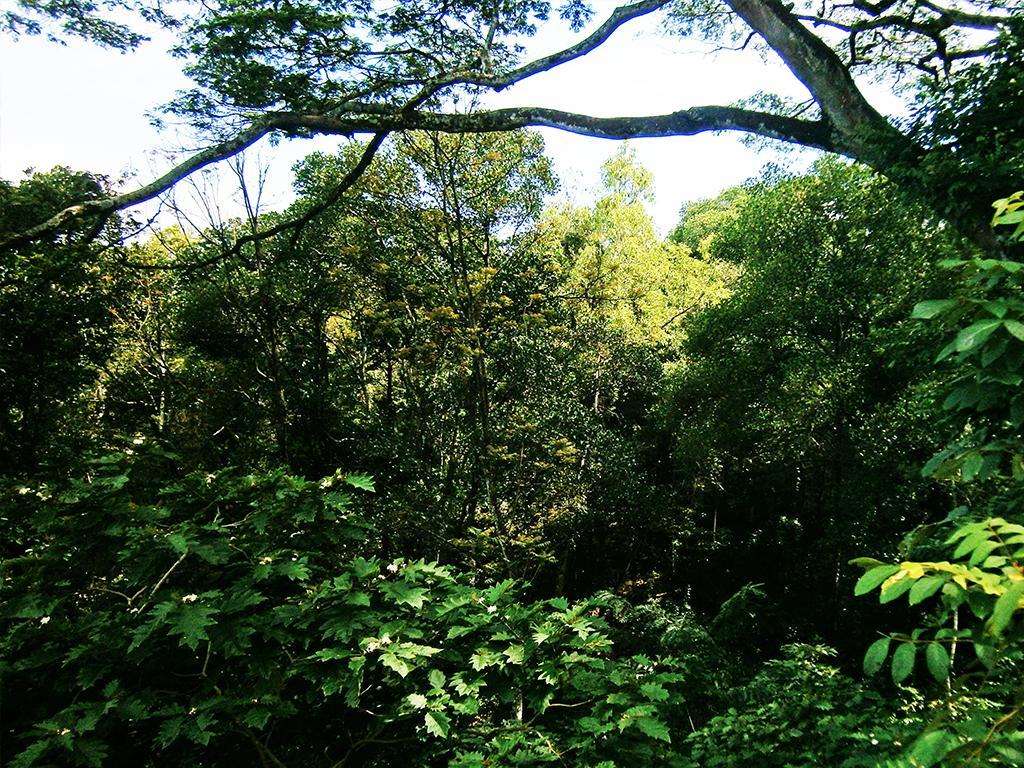 Surrey Bird Sanctuary & Holiday Resort Welimada Kültér fotó